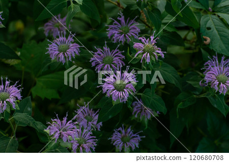 Close-Up of Vibrant Wild Bergamot Flowers Amongst Lush Green Foliage in Bloom. 120680708