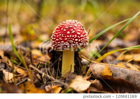 Bright red and white spotted fly agaric mushroom in autumn forest, poisonous but magical, detailed close-up conveys the beauty of nature. Beautiful fly agaric mushroom in autumn forest. 120681169