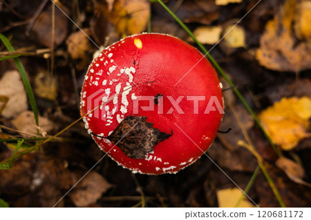 A fly agaric mushroom with a fallen leaf on its cap grows among fallen leaves and grass on the forest floor in autumn. A beautiful fly agaric mushroom close-up in an autumn forest. 120681172