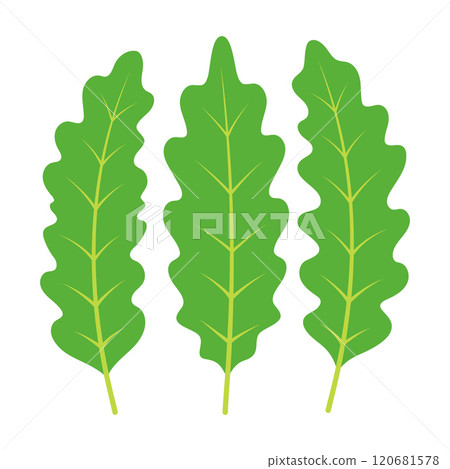 arugula leaves, flat style arugula leaves, flat style 120681578