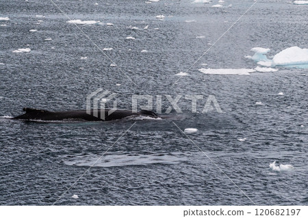 Detail of a humpback dorsal fin and blow hole 120682197