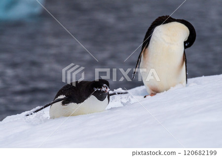 Adelie Penguin standing on an iceberg 120682199