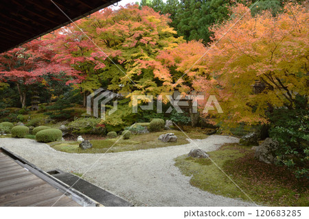 Autumn at the Imperial Throne Garden, Sennyuji Temple (Higashiyama Ward, Kyoto City) Autumn at the Imperial Throne Garden, Sennyuji Temple (Higashiyama Ward, Kyoto City) 120683285