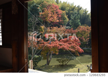 Kodaiji Temple: Maple trees and Garyu Pond seen from the Kaisan-do Hall (Higashiyama Ward, Kyoto City) 120683293