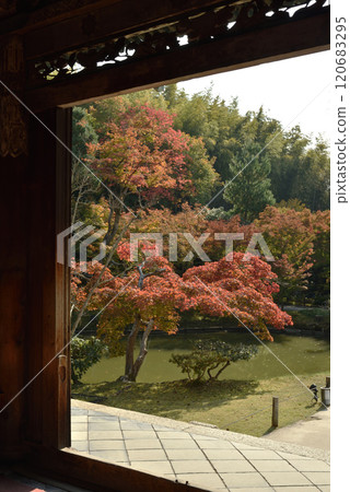 從開山堂(京都市東山區)眺望高台寺、楓葉和臥龍池 從開山堂(京都市東山區)眺望高台寺、楓葉和臥龍池 120683295
