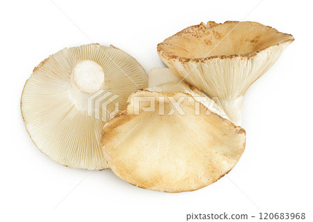 fresh milk cap boletus mushroom isolated on white background. Top view. Flat lay 120683968
