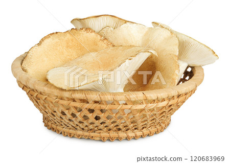 fresh milk cap boletus mushroom in a wicker basket isolated on white background 120683969