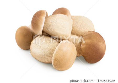 Fresh porcini cep mushroom isolated on white background with full depth of field 120683986