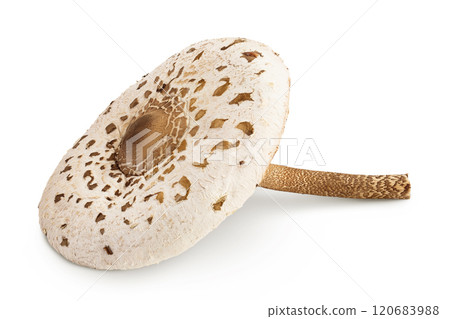 Parasol mushroom or Macrolepiota procera isolated on white background 120683988