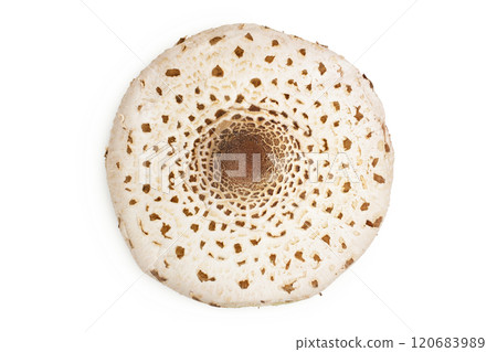 Parasol mushroom or Macrolepiota procera isolated on white background 120683989