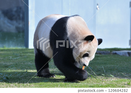 Aihama who got a snack 120684282