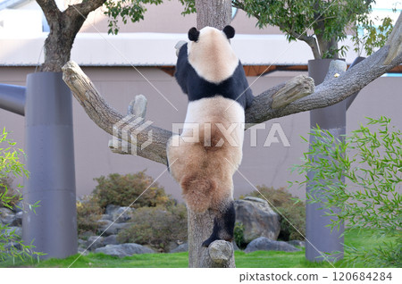 Aihama searching for snacks on the tree 120684284