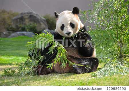 Aihama eating bamboo deliciously Aihama eating bamboo deliciously 120684290