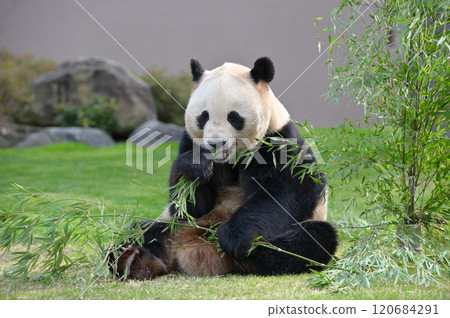 Aihama eating bamboo deliciously Aihama eating bamboo deliciously 120684291