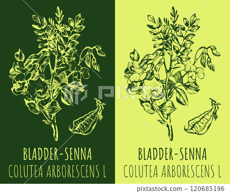 Vector drawings BLADDER-SENNA. Hand drawn illustration. Latin name COLUTEA ARBORESCENS L. Vector drawings BLADDER-SENNA. Hand drawn illustration. Latin name COLUTEA ARBORESCENS L. 120685196