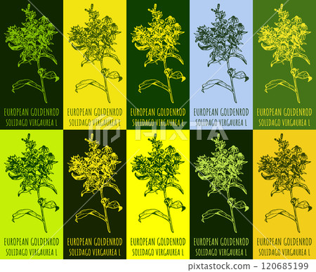 Set of vector drawing of EUROPEAN GOLDENROD in various colors. Hand drawn illustration. Latin name SOLIDAGO VIRGAUREA L. 120685199