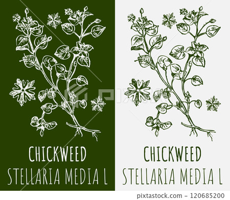 Vector drawings CHICKWEED. Hand drawn illustration. Latin name STELLARIA MEDIA L. Vector drawings CHICKWEED. Hand drawn illustration. Latin name STELLARIA MEDIA L. 120685200