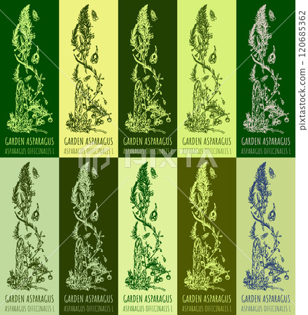 Set of vector drawing of GARDEN ASPARAGUS in various colors. Hand drawn illustration. Latin name ASPARAGUS OFFICINALIS L. 120685362