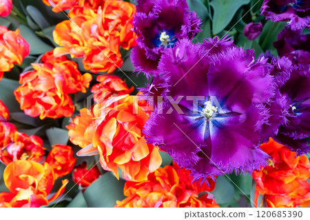 Rows of tulip flowers 120685390