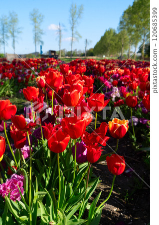 Dutch yellow tulip fields in sunny day Dutch yellow tulip fields in sunny day 120685399