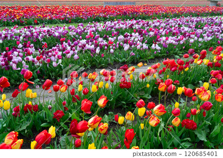 Dutch yellow tulip fields in sunny day 120685401