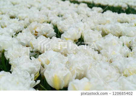 Dutch yellow tulip fields in sunny day 120685402