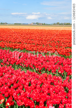 Dutch yellow tulip fields in sunny day 120685403
