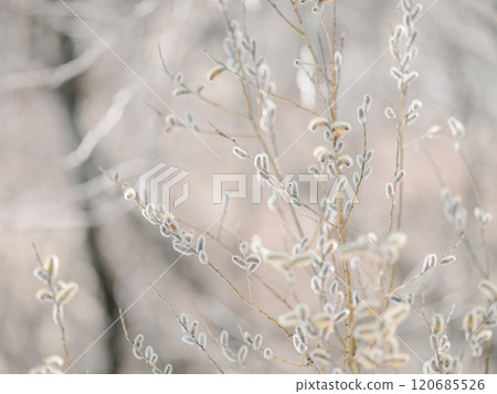 Feline Willi 120685526