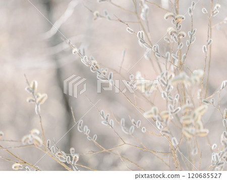 Feline Willi 120685527