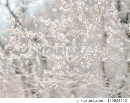 貓王威利 120685530