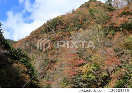 別風峽 - 色彩繽紛的山面和紅色吊橋(高知縣香美市) 別風峽 - 色彩繽紛的山面和紅色吊橋(高知縣香美市) 120685889
