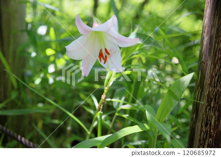 Refreshing lily flower Refreshing lily flower 120685972