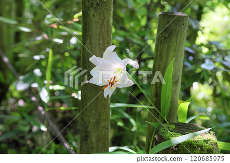 Refreshing lily flower Refreshing lily flower 120685975