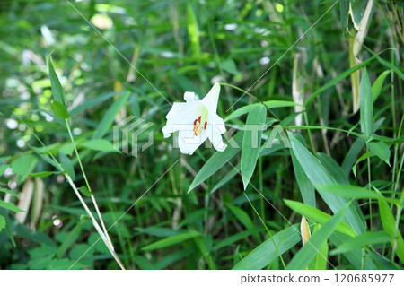 Refreshing lily flower 120685977