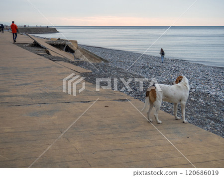 dog looks at the people on the seashore. Stray dog at the resort. Coast of the Black Sea. Batumi. The concept of a homeless animal. dog looks at the people on the seashore. Stray dog at the resort. Coast of the Black Sea. Batumi. The concept of a homeless animal. 120686019