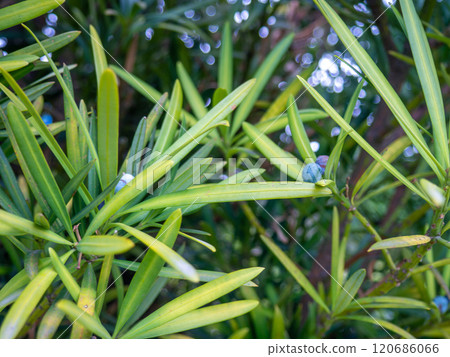 Bush with thin long leaves. Leaves background. Pattern from the branches of the bush.  Berries on a bush of different stages of ripening. 120686066