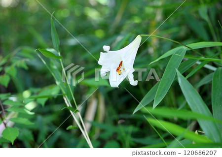 Refreshing lily flower Refreshing lily flower 120686207