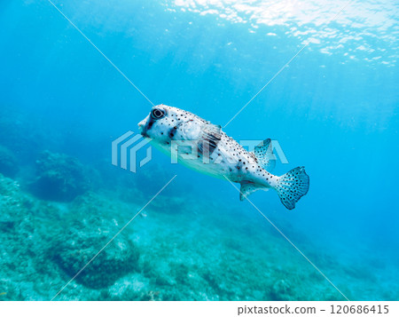 A beautiful and large Ishigaki pufferfish (Porcupine fish) in backlight. Nakagi Hirizo Beach, Minamiizu-cho, Kamo-gun, Izu Peninsula, Shizuoka Prefecture, 2024 120686415