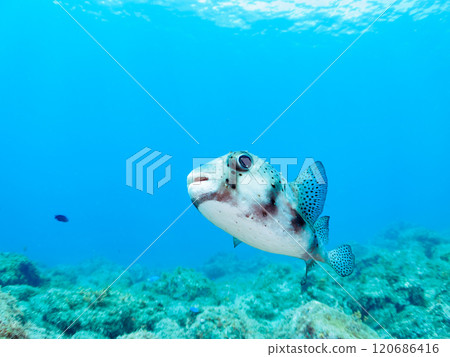 A beautiful and large Ishigaki pufferfish (Porcupine fish) in backlight. Nakagi Hirizo Beach, Minamiizu-cho, Kamo-gun, Izu Peninsula, Shizuoka Prefecture, 2024 120686416