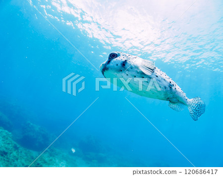 A beautiful and large Ishigaki pufferfish (Porcupine fish) in backlight. Nakagi Hirizo Beach, Minamiizu-cho, Kamo-gun, Izu Peninsula, Shizuoka Prefecture, 2024 120686417