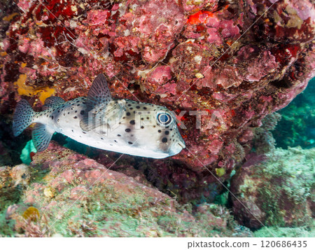 Beautiful and large porcupine pufferfish (family Porcupinefish) in an underwater cave. Nakagi Hirizo Beach, Minamiizu-cho, Kamo-gun, Izu Peninsula, 2024 120686435