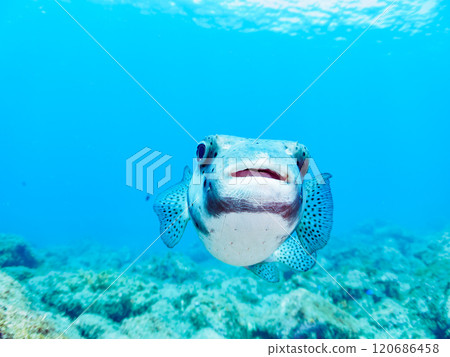 A beautiful and large Ishigaki pufferfish (Porcupine fish family). Nakagi Hirizo Beach, Minamiizu-cho, Kamo-gun, Izu Peninsula, Shizuoka Prefecture, 2024 120686458