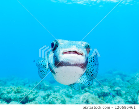 A beautiful and large Ishigaki pufferfish (Porcupine fish family). Nakagi Hirizo Beach, Minamiizu-cho, Kamo-gun, Izu Peninsula, Shizuoka Prefecture, 2024 120686461