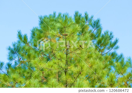 Pine trees and pine cones against the blue sky 120686472