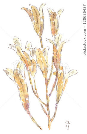 Autumn plant, watercolor illustration of withered lily flower stem 120686487