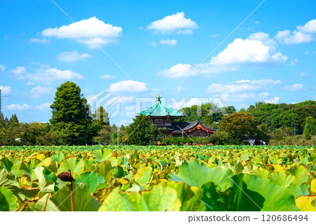 Shinobazu Pond Benten-do and the surrounding landscape Lotus Pond Shinobazu Pond Benten-do and the surrounding landscape Lotus Pond 120686494
