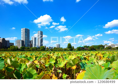 Blue sky and surrounding scenery of the lotus pond at Shinobazu Pond in Ueno 120686499