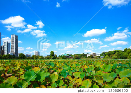 上野不忍池荷花池的藍天和周邊景色 上野不忍池荷花池的藍天和周邊景色 120686500