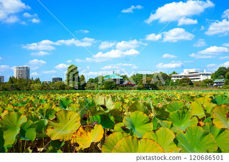 Blue sky and surrounding scenery of the lotus pond at Shinobazu Pond in Ueno 120686501