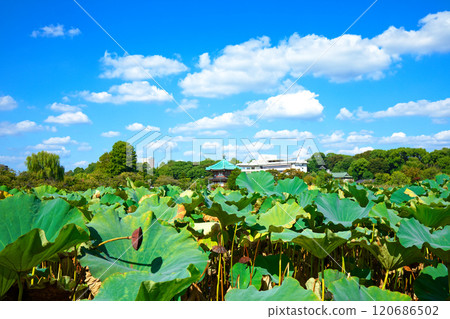 上野不忍池荷花池的藍天和周邊景色 120686502